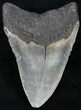 Megalodon Tooth - North Carolina #23429-2